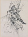 Belted Kingfisher